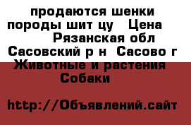продаются шенки породы шит-цу › Цена ­ 6 000 - Рязанская обл., Сасовский р-н, Сасово г. Животные и растения » Собаки   